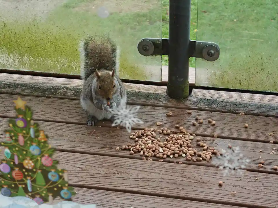 Whether it's acorns or pinecones, this squirrel is ready to munch!