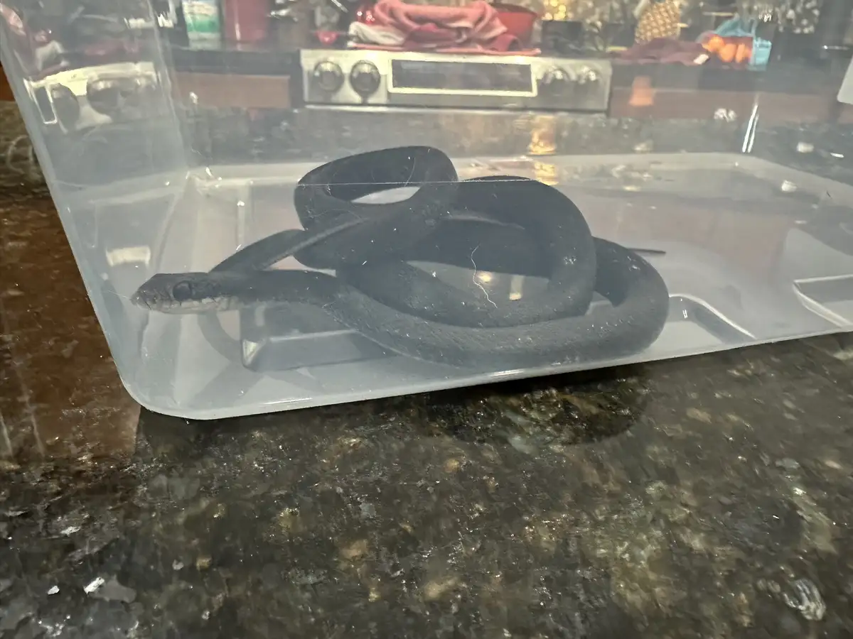 A dark-colored snake is coiled inside a clear plastic container sitting on a dark granite countertop, with a kitchen stove…
