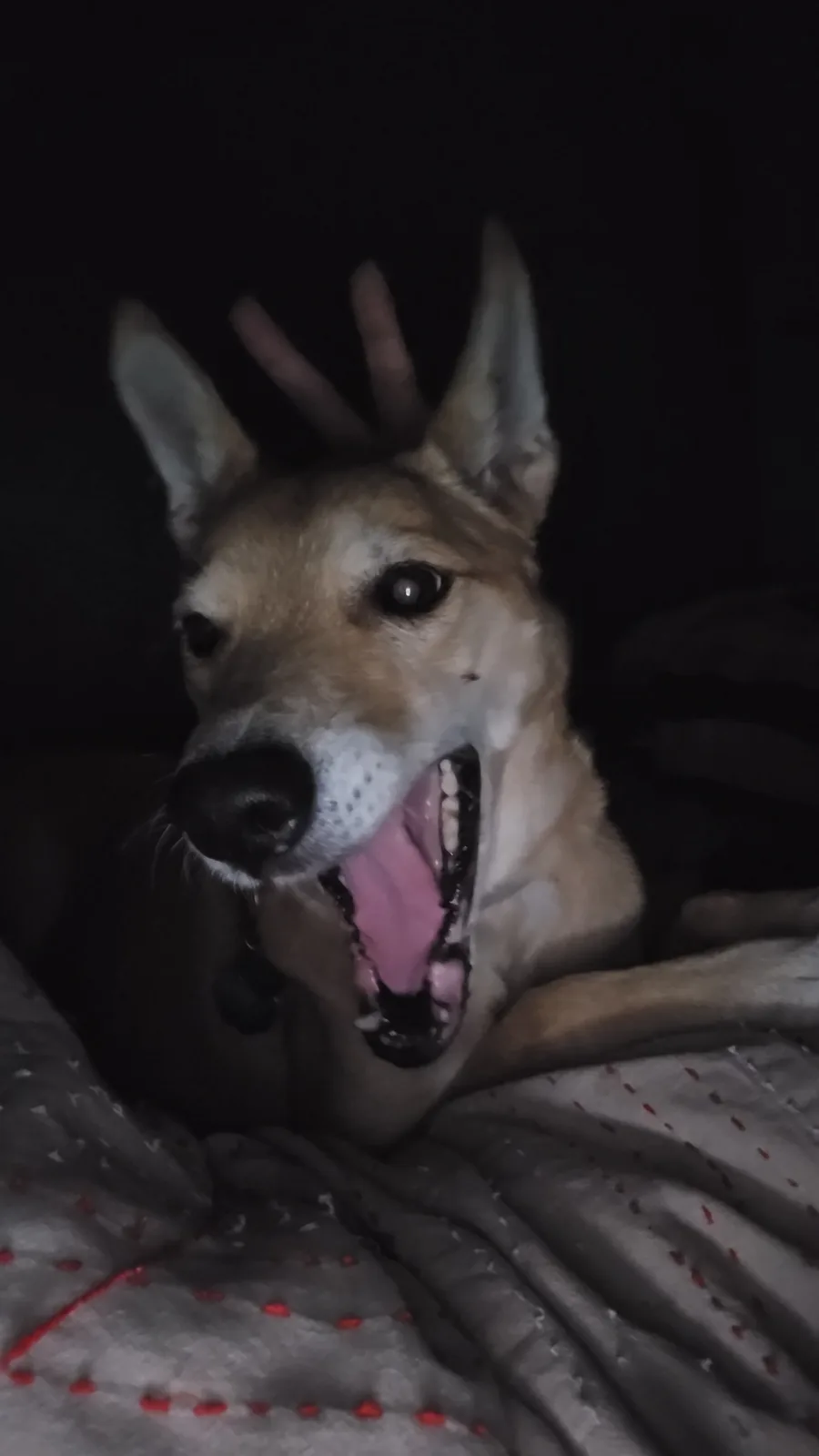 A tan and white dog with its mouth wide open in a yawn or bark, lying on a gray blanket with red stitching, while a person's…