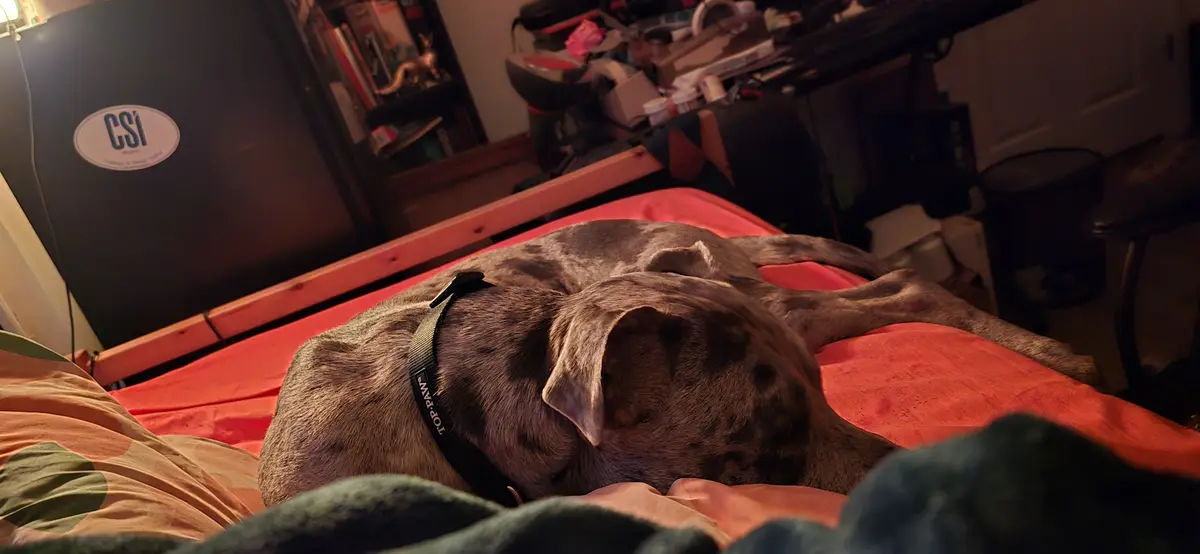 Earl's Nap Time: The Goodest Boy in Action