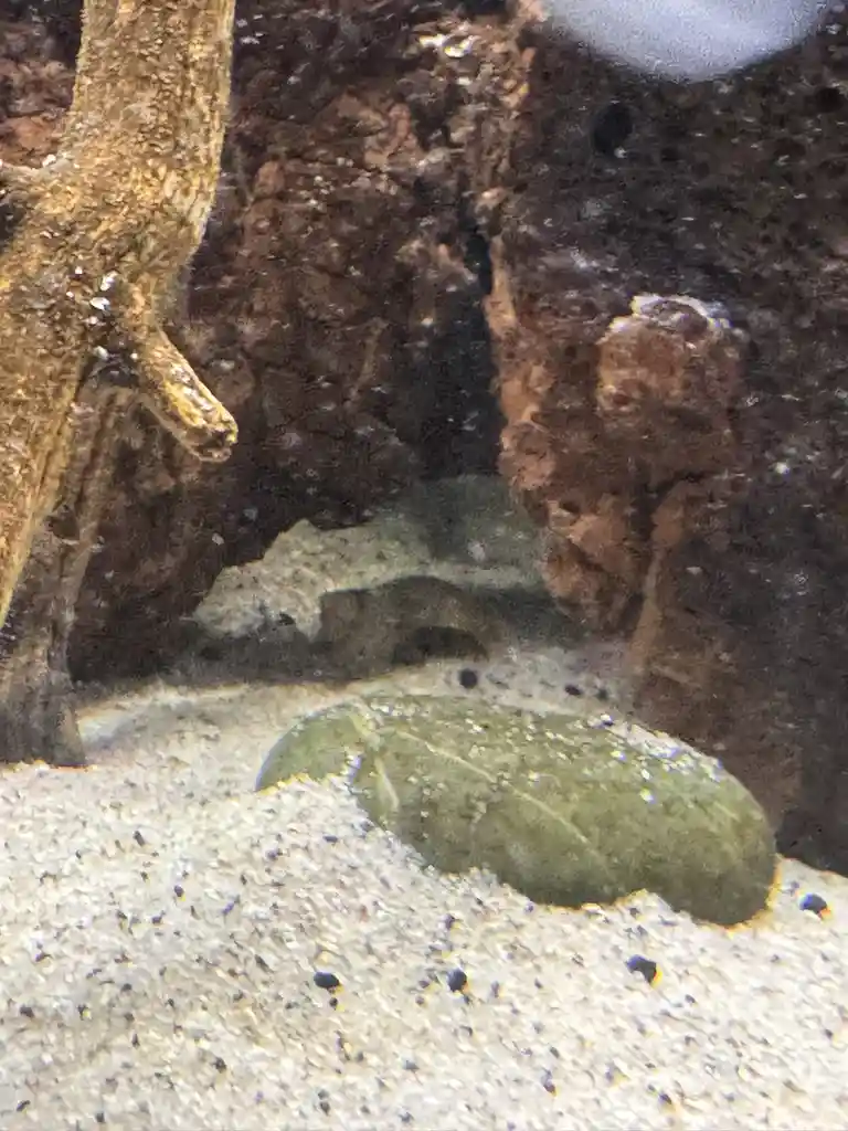 I have a sinking feeling my snail has passed away