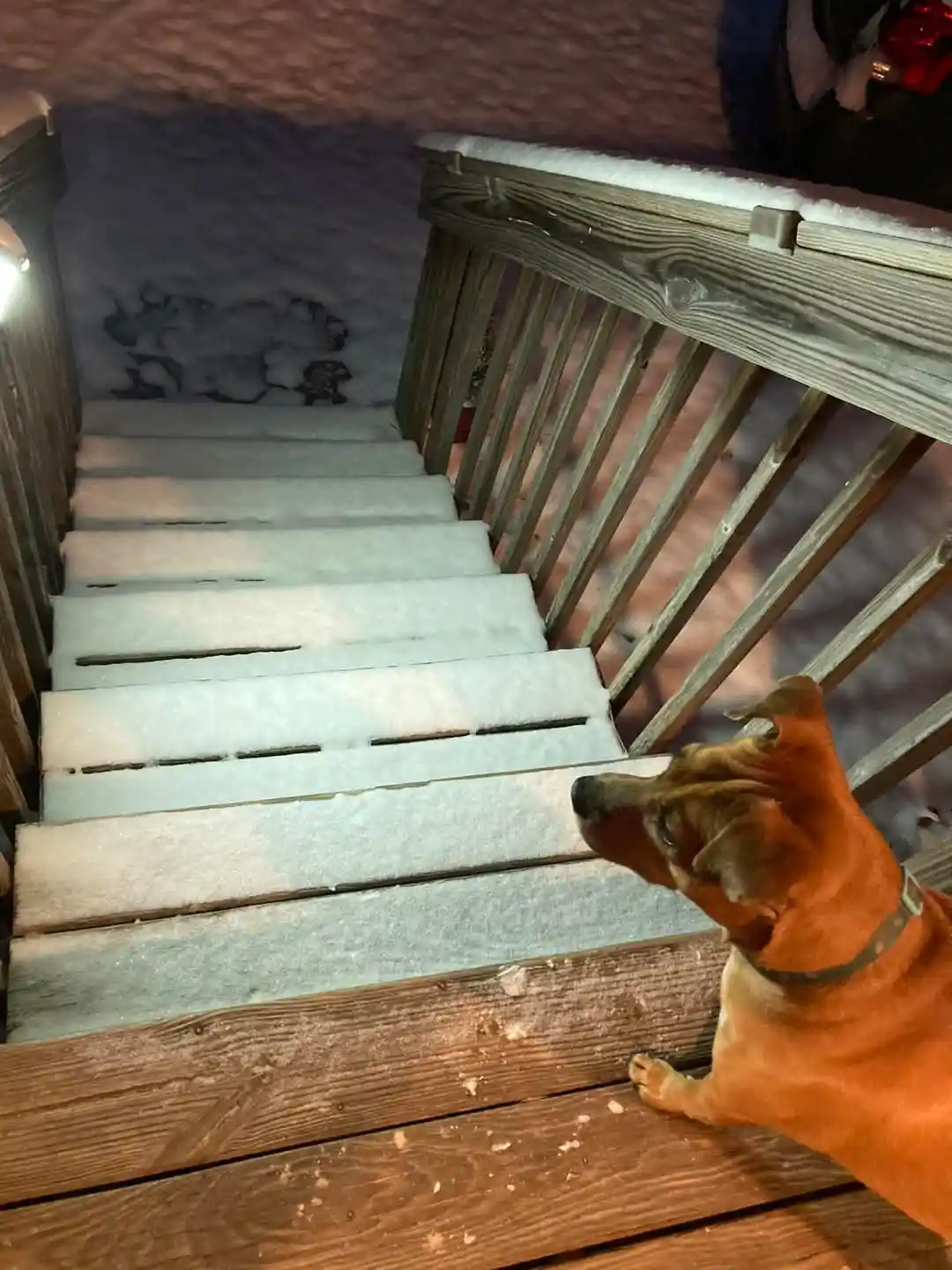 A brown dog stands at the bottom of snow-covered wooden stairs, looking up with a confused or frustrated expression. The…