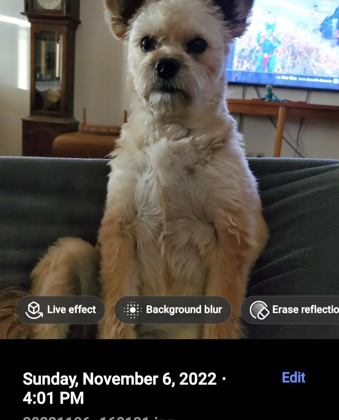 A small, fluffy, light-brown dog sits upright on a dark couch, looking directly at the camera with a serious expression…