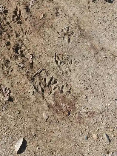 A close-up photo of animal paw prints in sandy, gravelly dirt with scattered dry leaves and small stones. The most prominent…