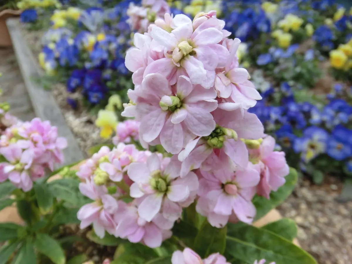 A close-up photograph of a cluster of light pink flowers with green stems and leaves, set against a blurred background of…