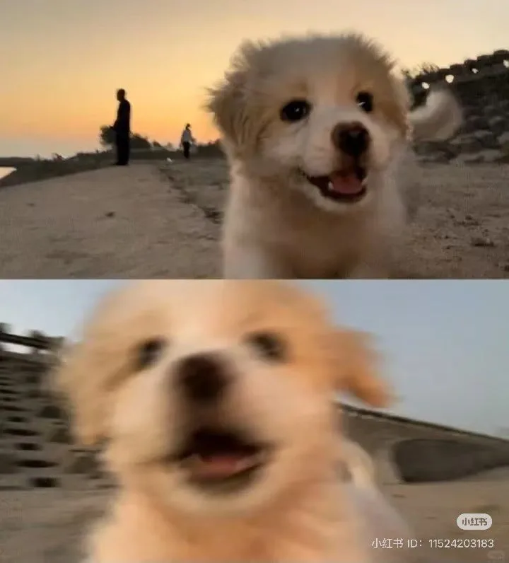 The image is a two-panel meme featuring a fluffy, light-colored puppy. In the top panel, the puppy is in focus, looking…