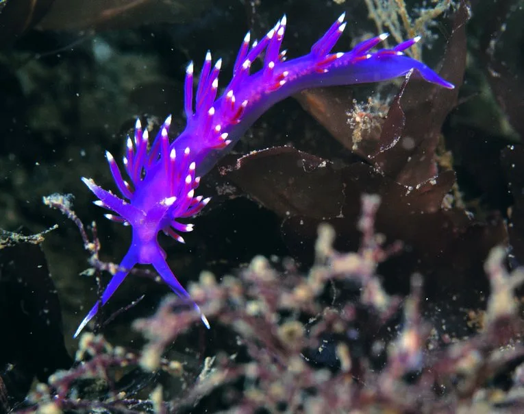 A vibrant purple sea slug with white-tipped appendages swims among dark seaweed and coral in an underwater scene. The…