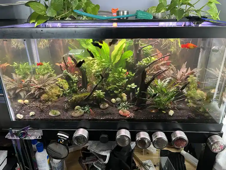 A well-decorated aquarium filled with lush green and reddish aquatic plants, driftwood, and small fish swimming among them…