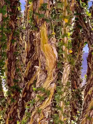 A close-up photo of a tree with deeply peeling bark revealing a bright yellowish inner layer, covered in small green leaves…