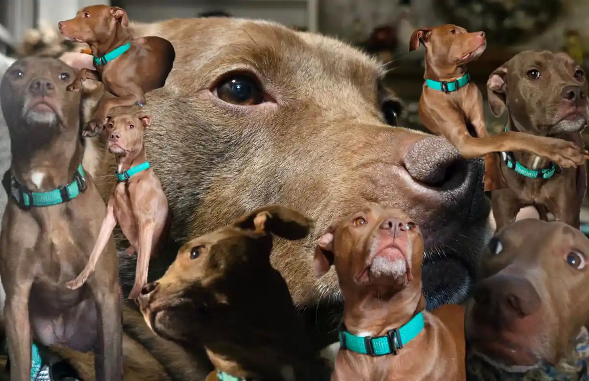 A collage of multiple brown pitbull-type dogs, some small and some large, all wearing teal collars and looking upward with…