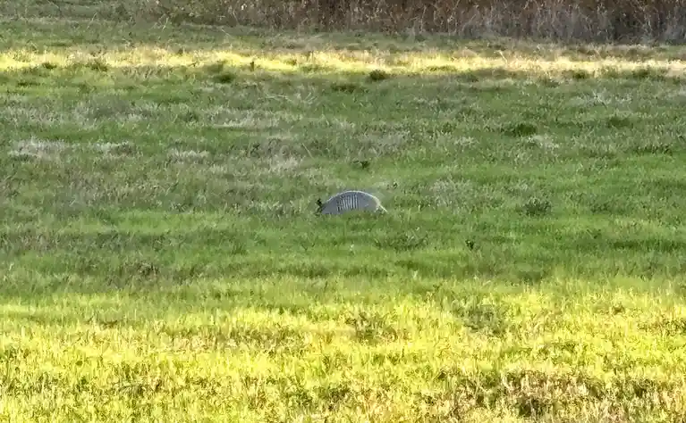 A small armadillo is seen curled up in a grassy field, partially obscured by the tall grass. The overlaid text reads 'i'm…