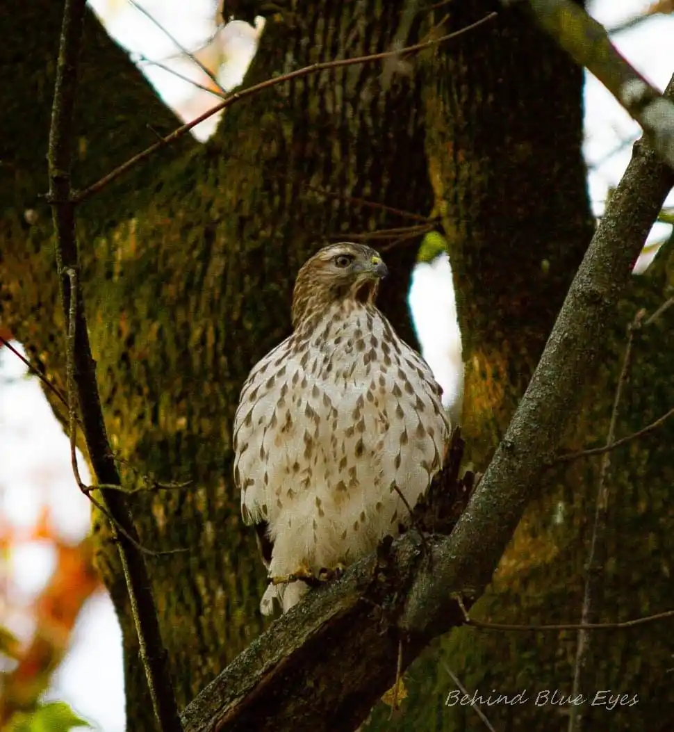 Majestic Hawk in All Its Glory