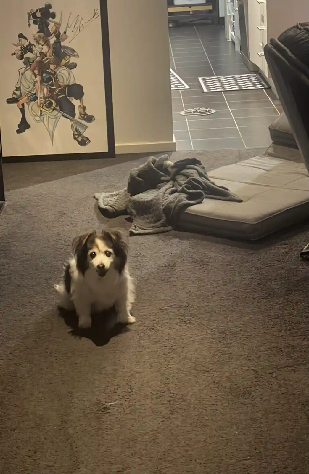 A small, fluffy black-and-white dog sits on a gray carpet, looking directly at the camera with wide, innocent eyes. Behind…