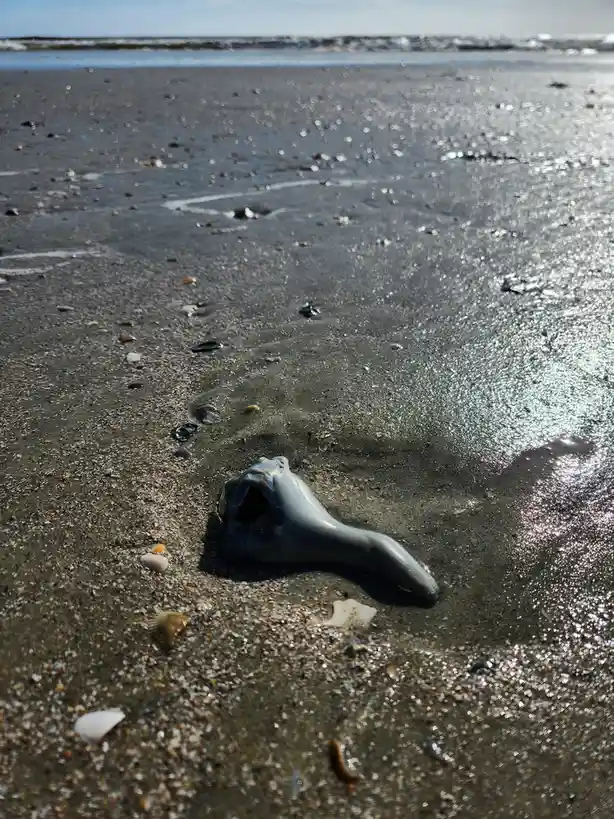 A large, gray, conical seashell with a hollow opening lies on dark, wet sand at a beach, surrounded by smaller shells and…