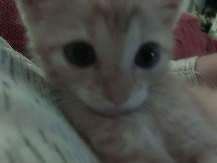 A blurry, close-up photo of a small, light-colored kitten with large, dark eyes looking directly at the camera, nestled in a…
