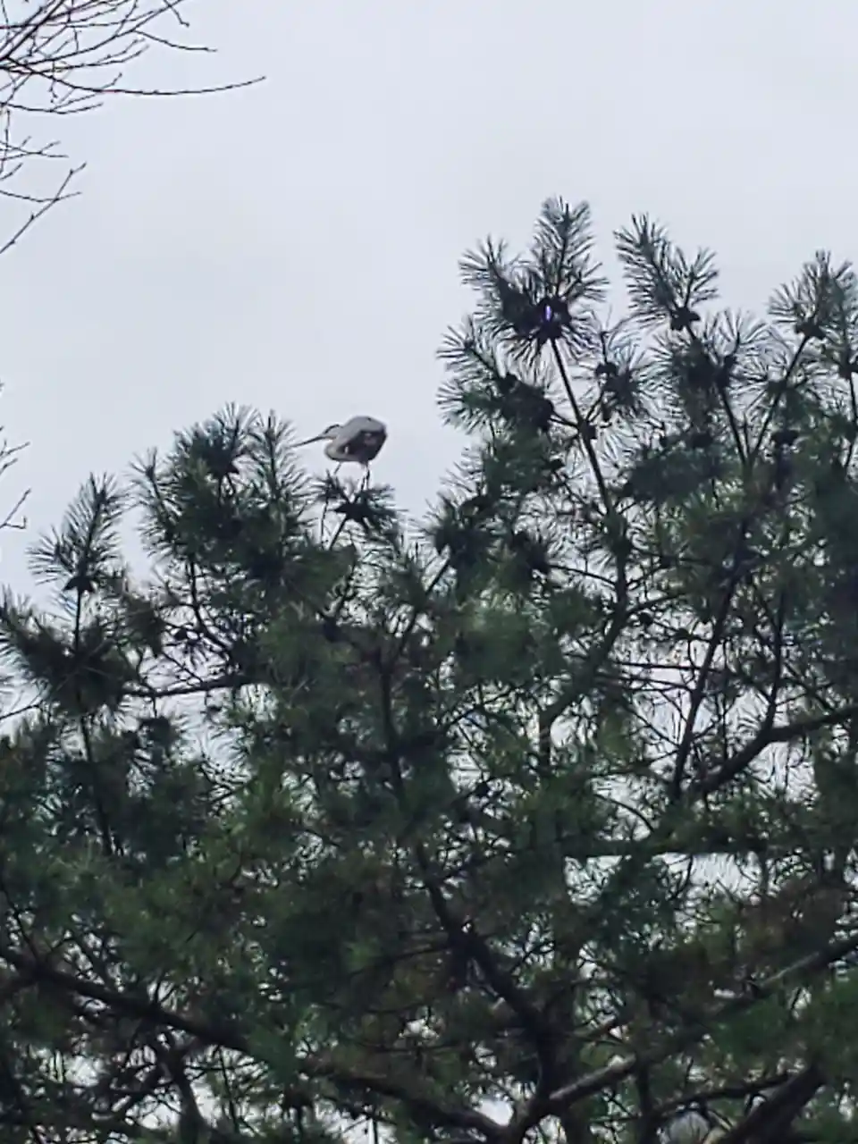 A grey heron perched atop the branches of a pine tree against an overcast sky, with text overlaid that reads 'i'm not a…