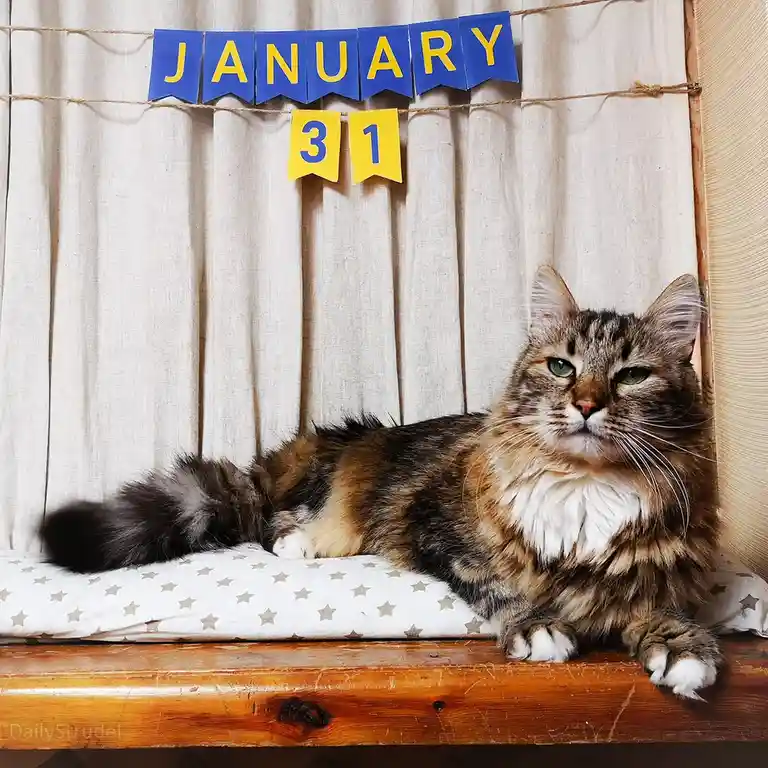 A fluffy, long-haired tabby cat with green eyes lies on a star-patterned cushion on a wooden surface, looking bored and…