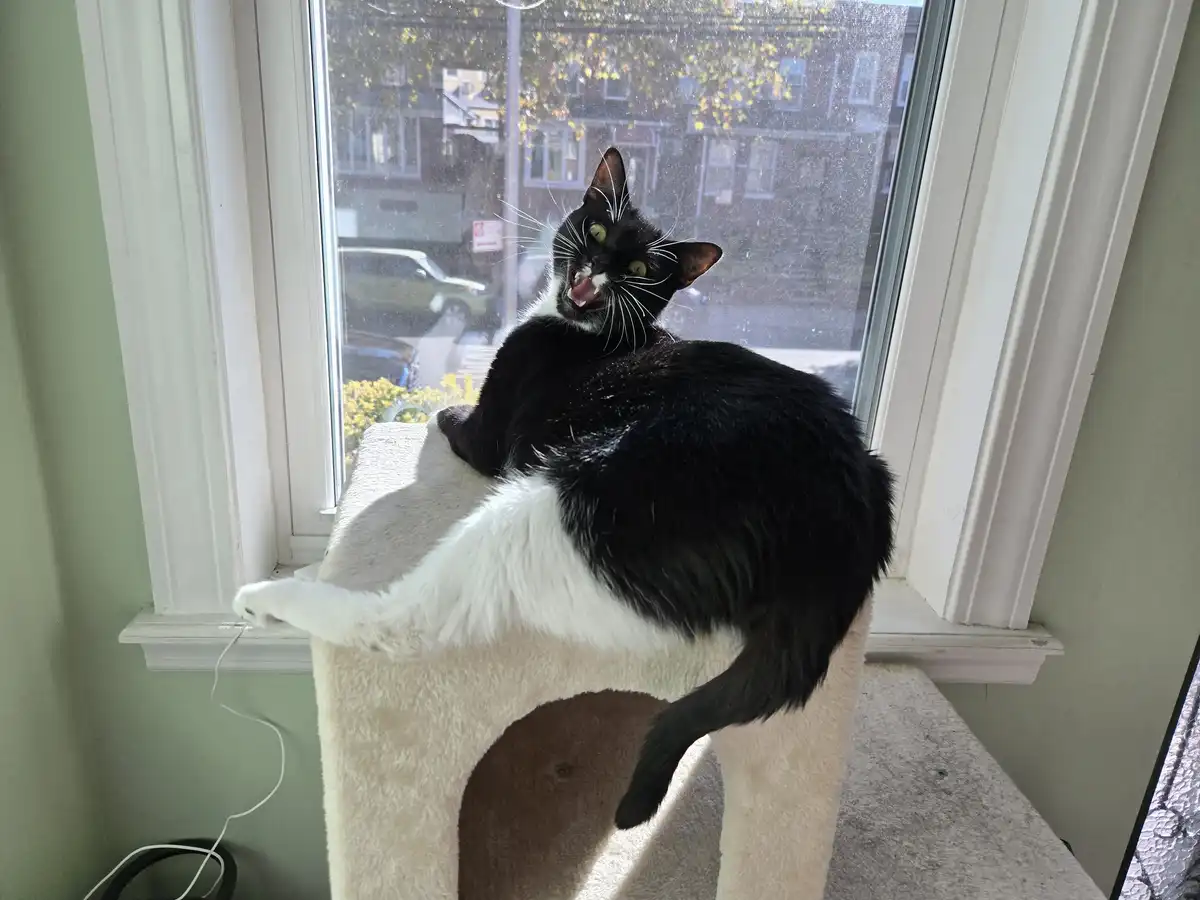 A black and white cat sits on a beige cat tree by a window, looking out with its mouth open and teeth bared in an expression…