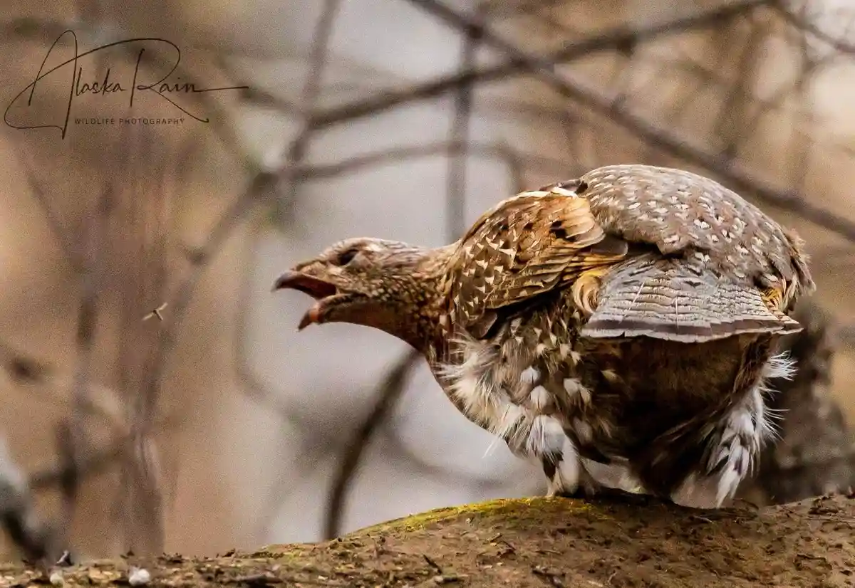 A close-up photograph of a brown and white speckled bird, likely a ptarmigan or similar grouse, perched on a mossy log with…