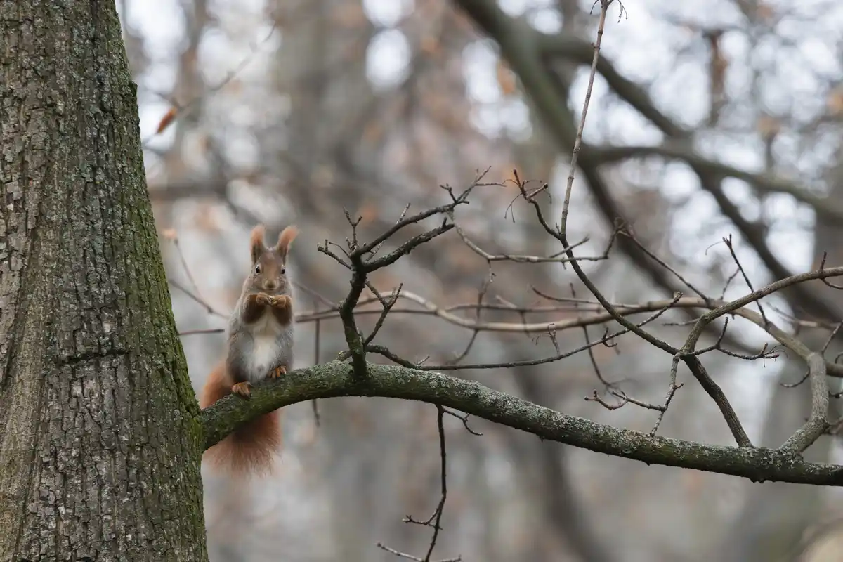 A red squirrel with a fluffy tail sits upright on a mossy tree branch, holding a small object between its paws as if eating…