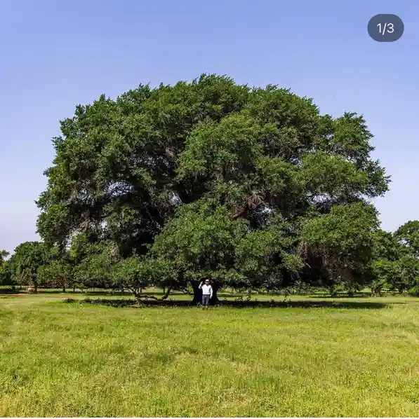 A Majestic Tree Standing Tall