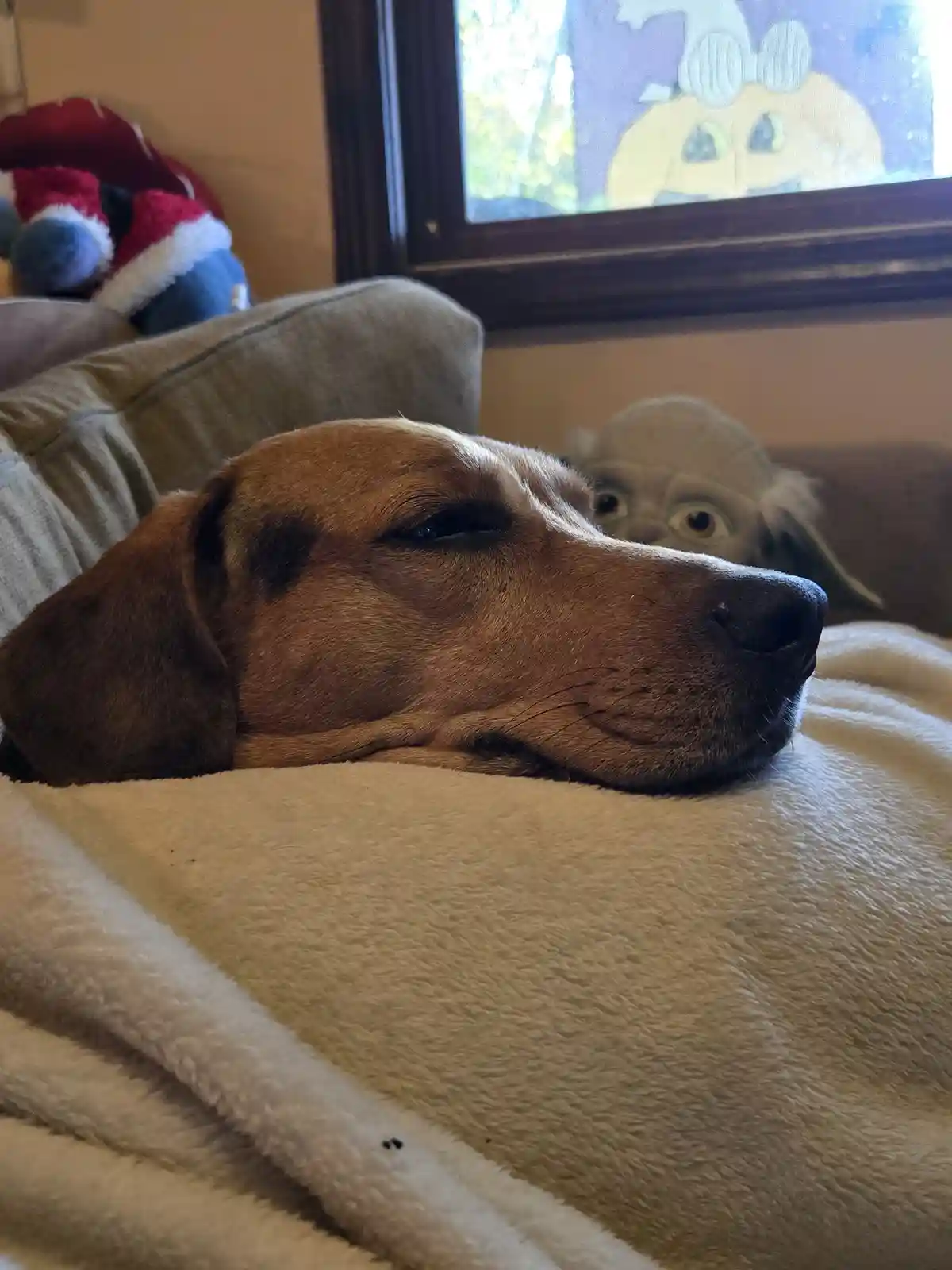 A brown dog with one eye closed rests peacefully on a fluffy white blanket on a couch, while a small Yoda plush toy peeks…