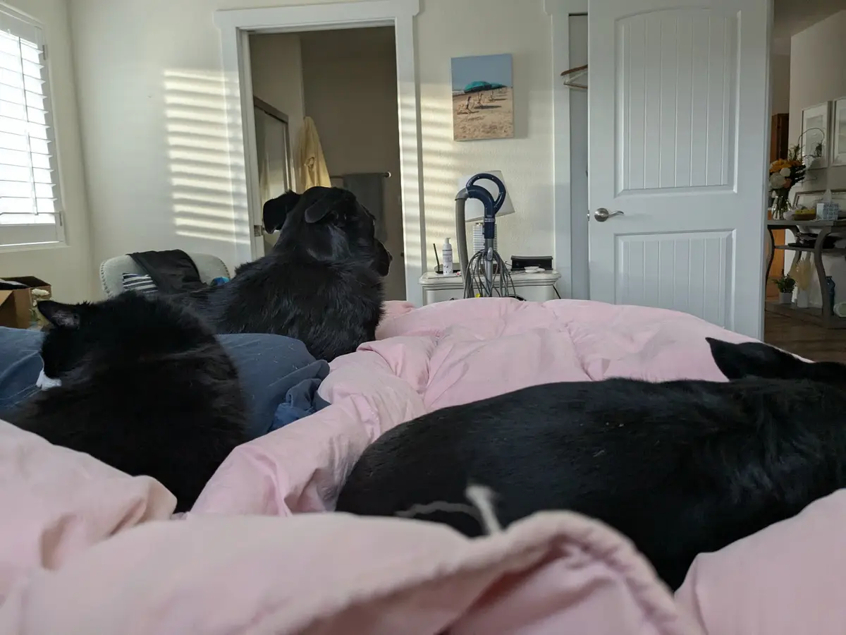 My Mom's Insight: Why Black Animals Are Adopted Less Frequently