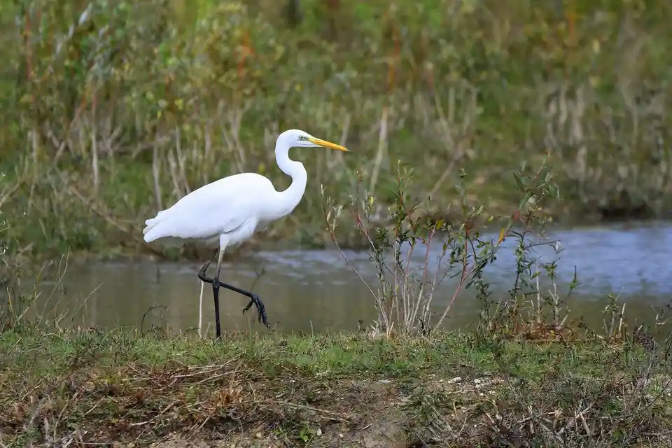 A white egret stands on one leg at the edge of a body of water, surrounded by green grass and reeds. The bird has a long…