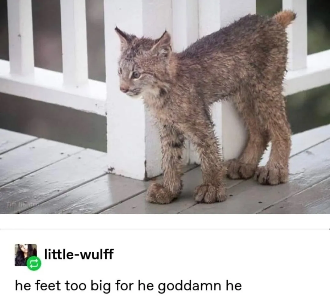 A small, wet lynx kitten stands on a wooden deck next to white railings, looking sideways. The overlaid text reads 'he feet…