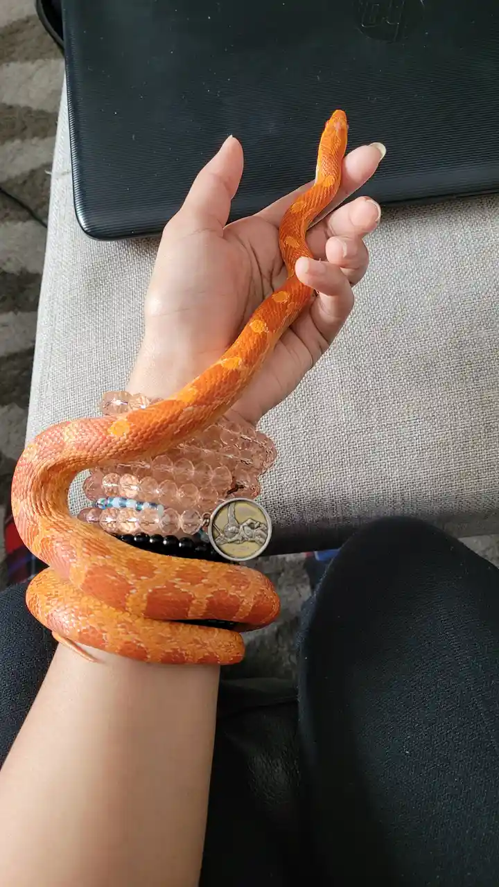 A person's hand and wrist are shown holding an orange and yellow corn snake that is wrapped around their wrist and arm. The…