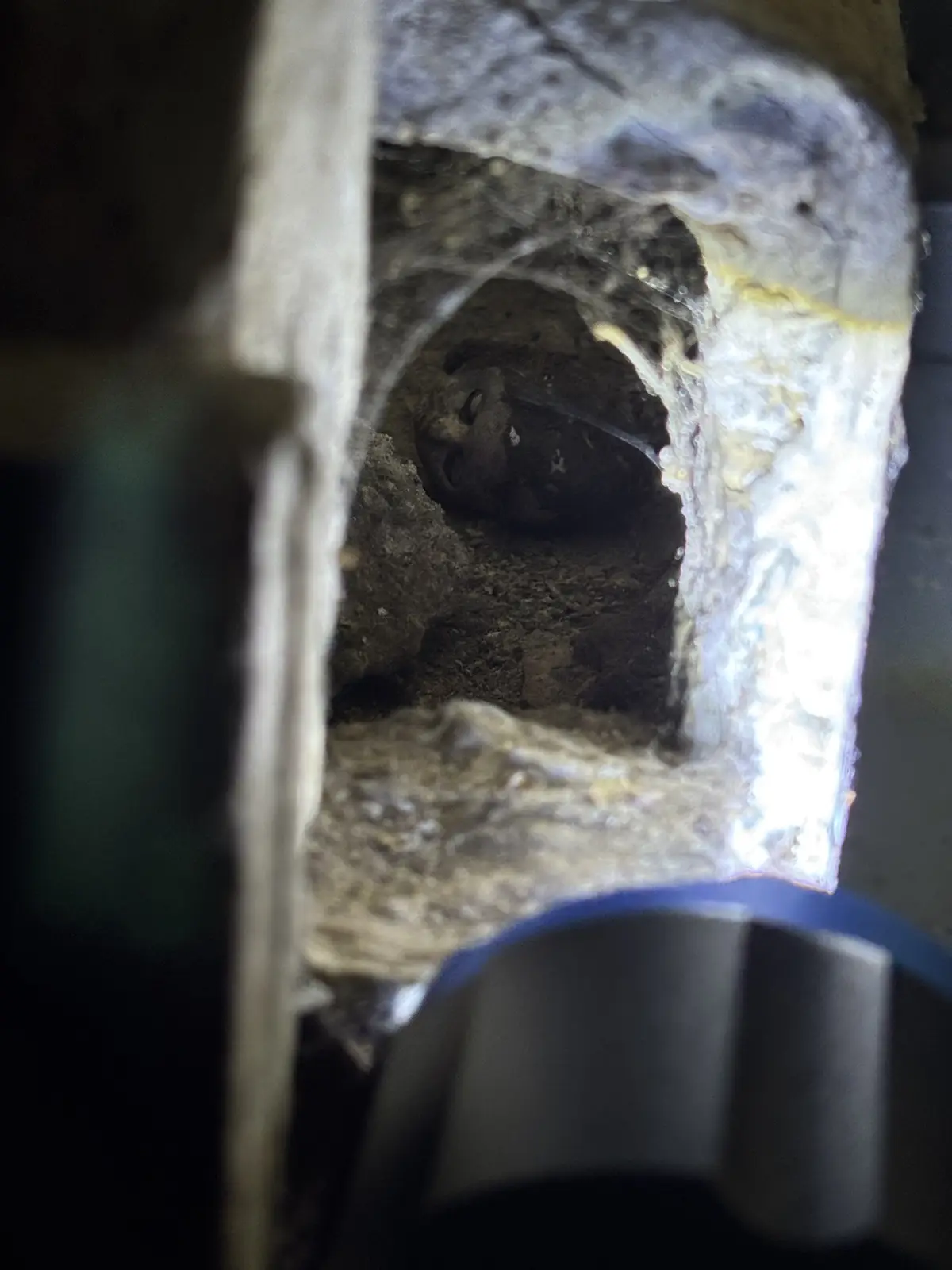 A close-up view from inside a dark, dirty chimney or vent, showing a small bat with visible eyes and nose, partially…