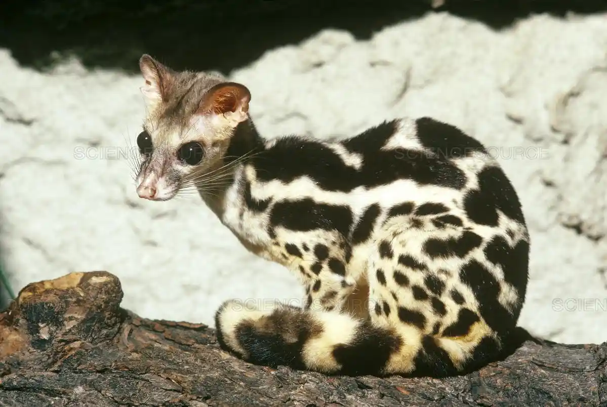 a small spotted wild cat with black and white fur sits on a log, looking alert. The overlaid text reads 'i'm not a cat, i'm…