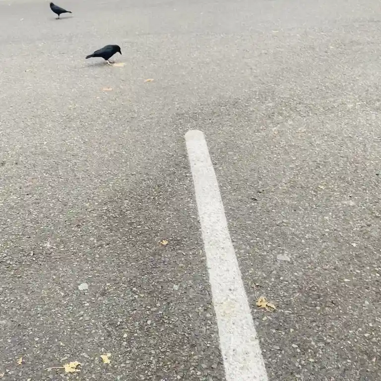 A Crow with Pink Legs: The Quality is Terrible