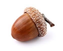 Team Acorn, let's go crazy!