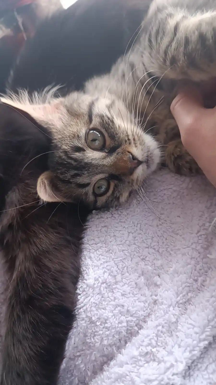 A close-up photo shows a tabby kitten with wide, startled-looking green eyes lying on its back on a fluffy white towel…