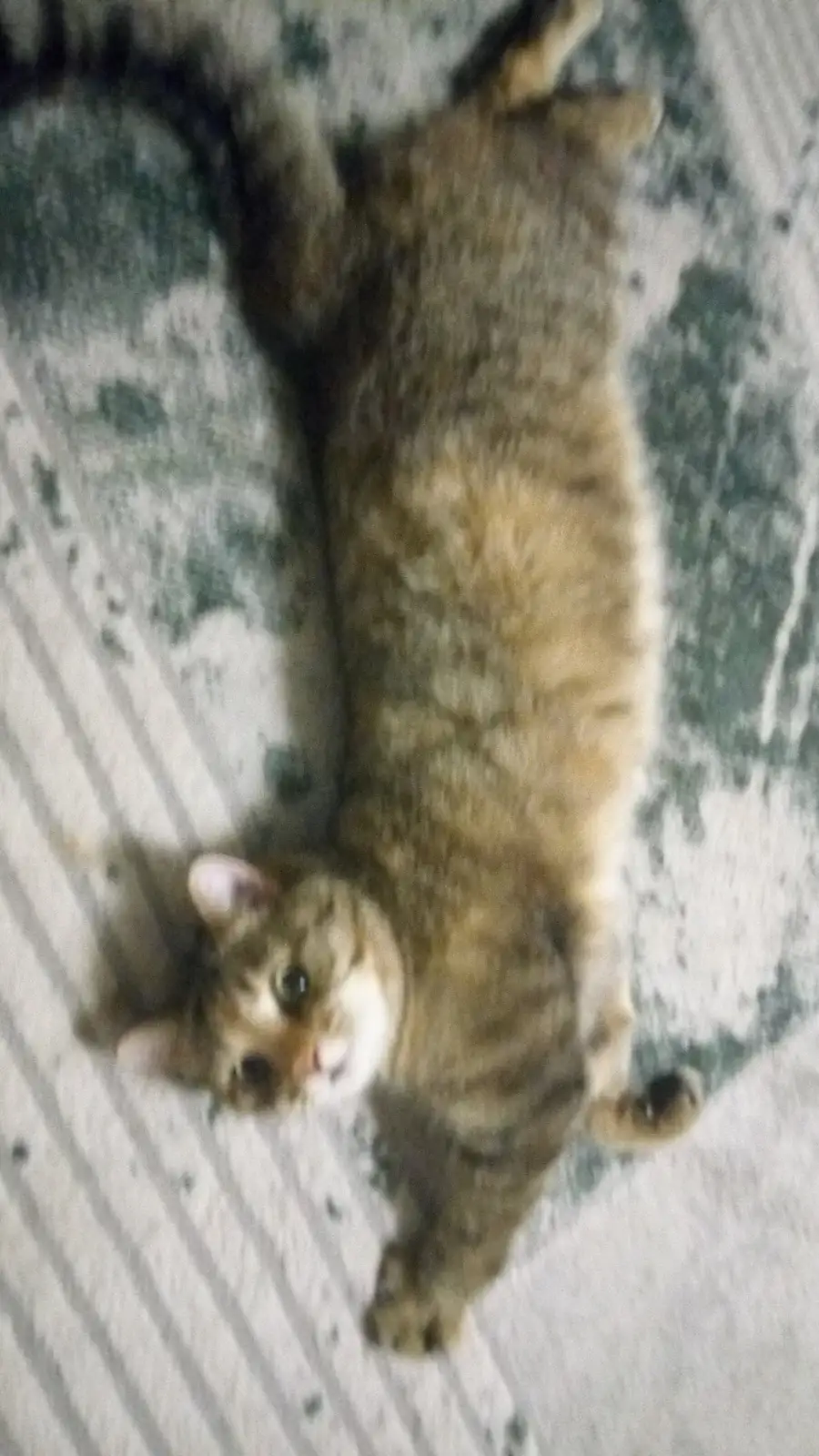 M10K1's Adorable Feline Friends <3