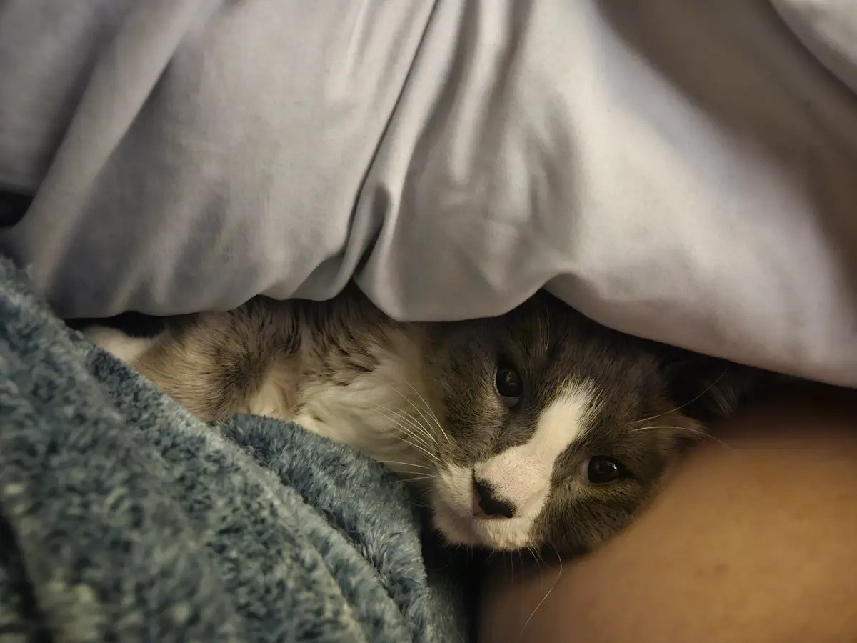 A gray and white cat peeks out from under a light gray blanket, nestled beside a person's leg covered in a blue textured…