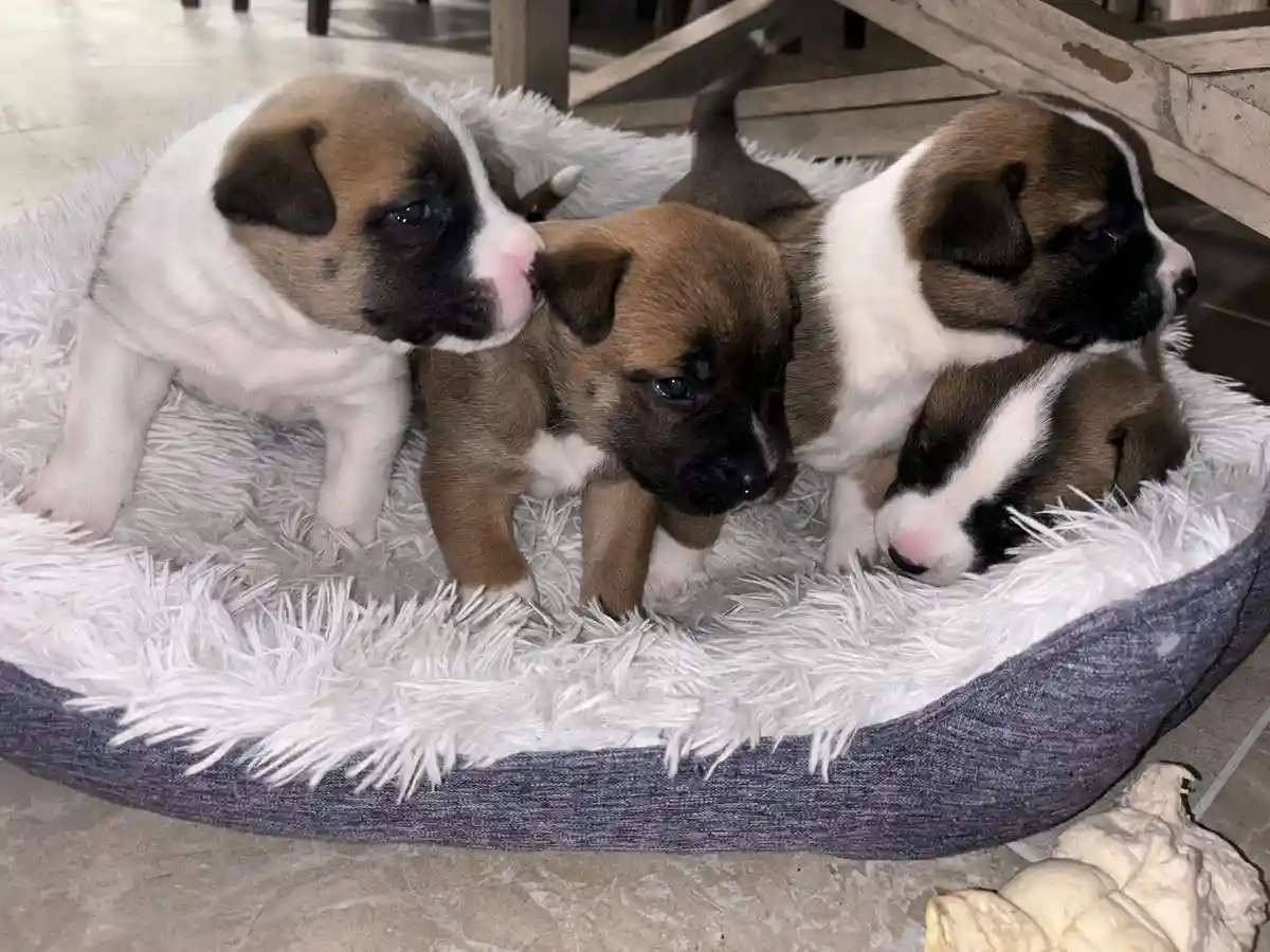 Four small brown and white puppies are huddled together in a fluffy white dog bed. One puppy on the left is licking another…
