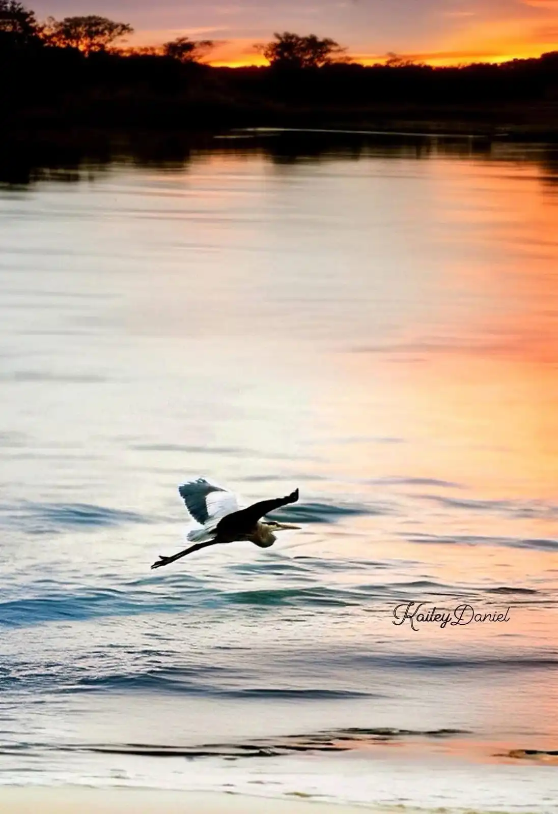 A heron flies low over calm water during a vibrant orange and pink sunset, with trees silhouetted in the background. The…