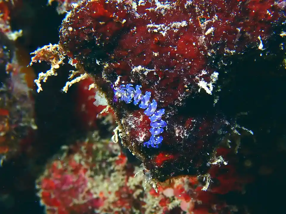A close-up underwater photo shows a small, vibrant blue sea slug with white spots crawling on a textured, reddish-brown…