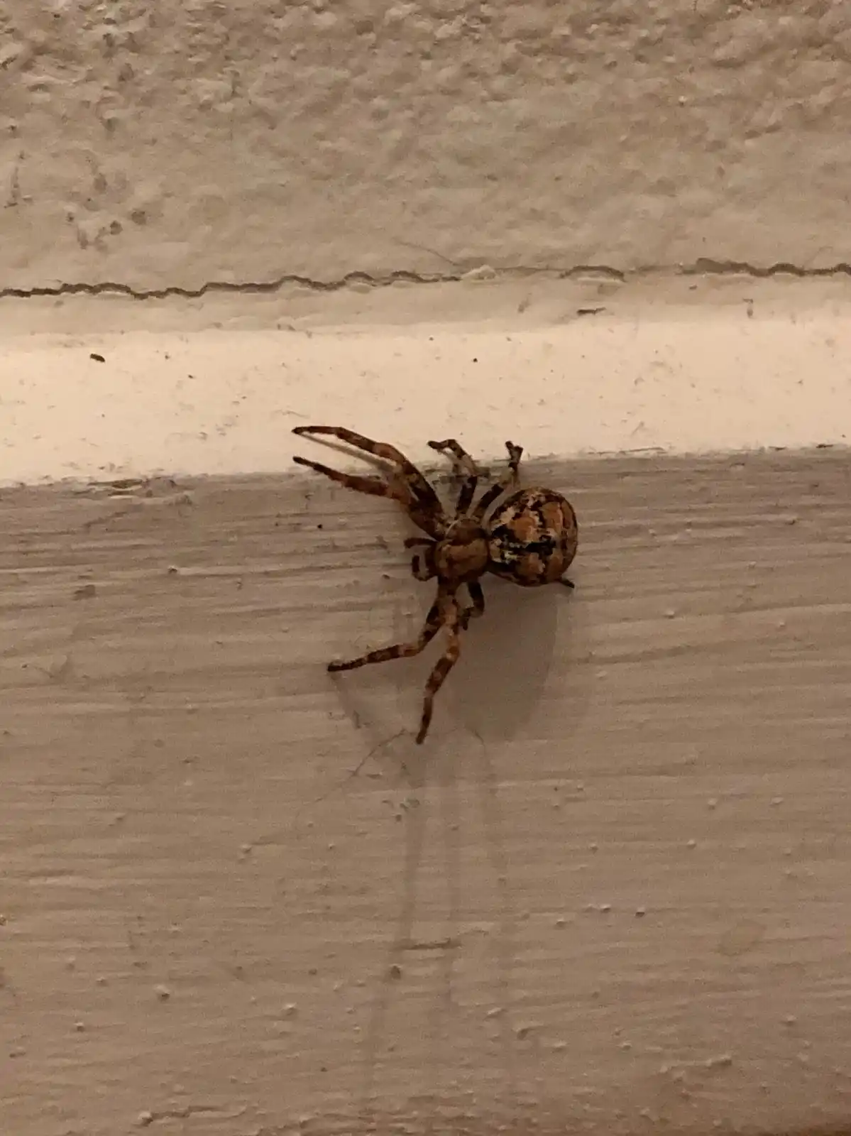 Meet the crafty crab spider!