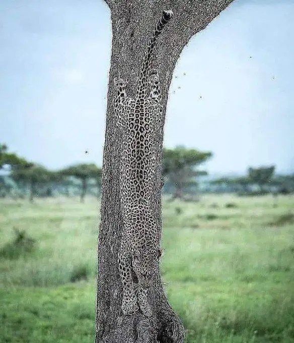 A leopard is camouflaged against the bark of a tree, its spotted coat blending seamlessly with the rough, grayish-brown…