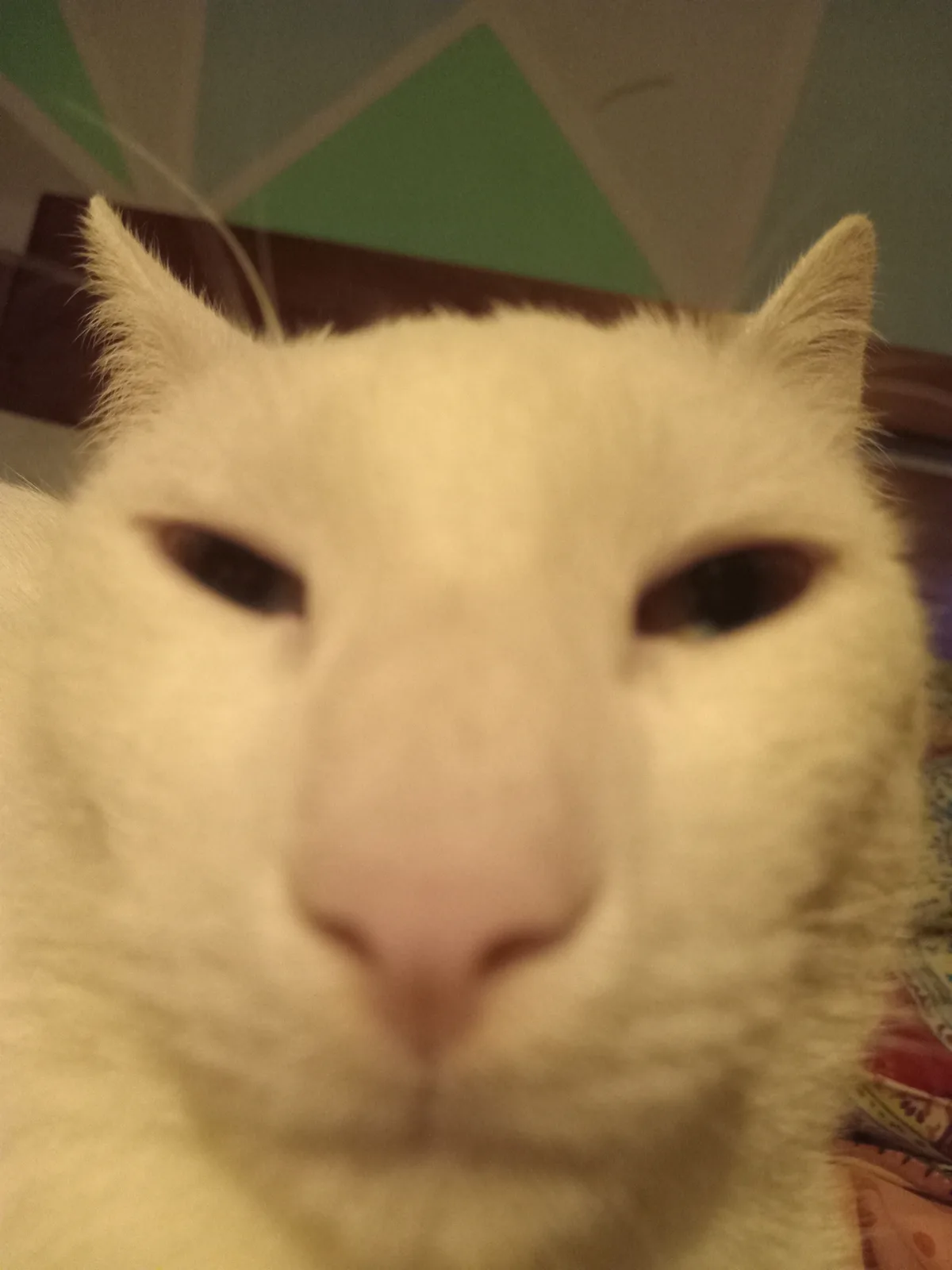 A blurry, close-up photo of a white cat staring directly at the camera with a seemingly unimpressed or disinterested…