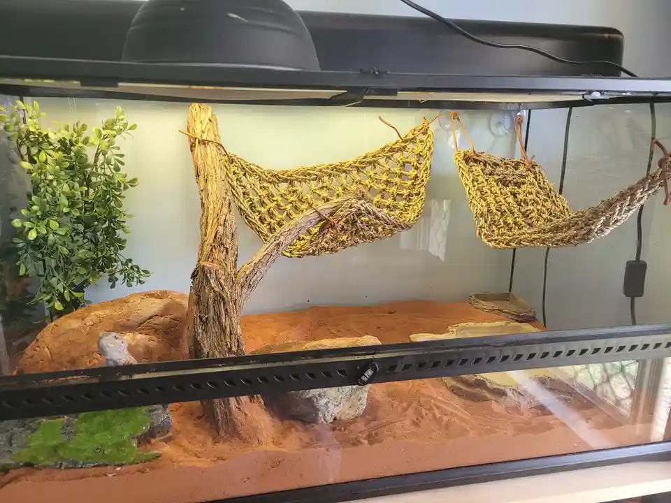 Meet Sindel, the Adorable Western Bearded Dragon