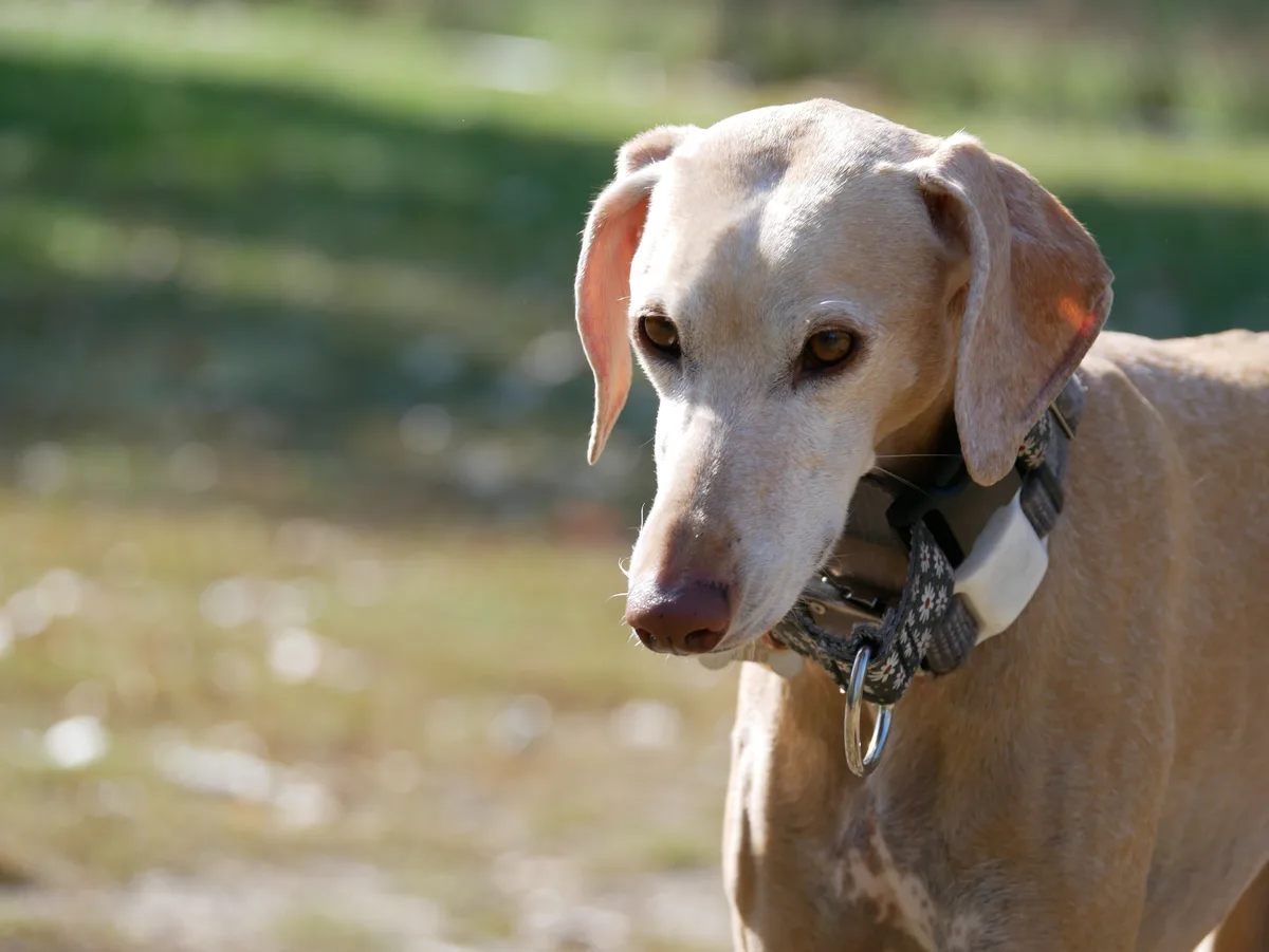 A close-up photo of a light brown dog with long, floppy ears and a calm, slightly bored expression, wearing a patterned…