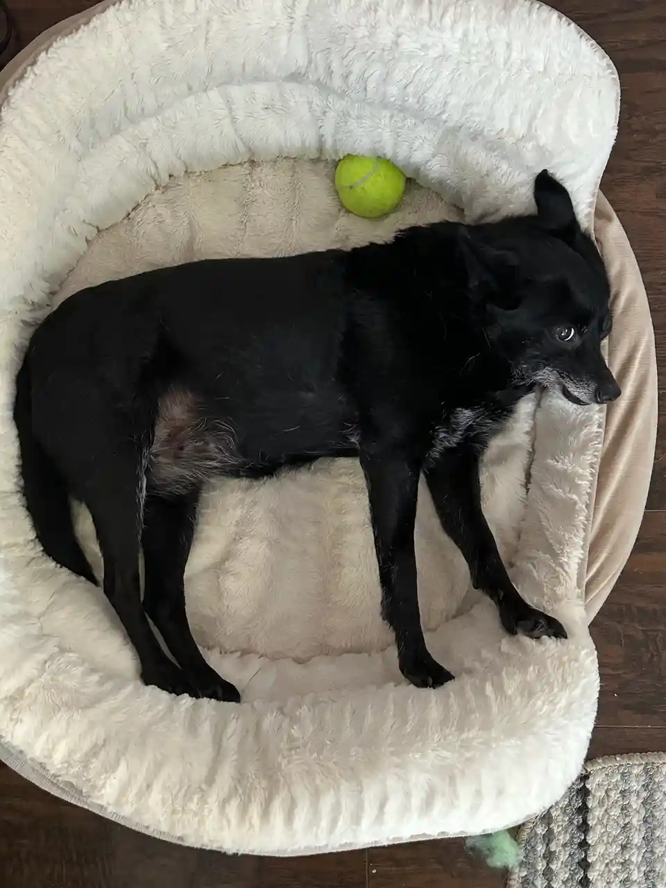 A black dog with some gray fur around its muzzle is lying in a fluffy, off-white circular dog bed. A bright yellow tennis…