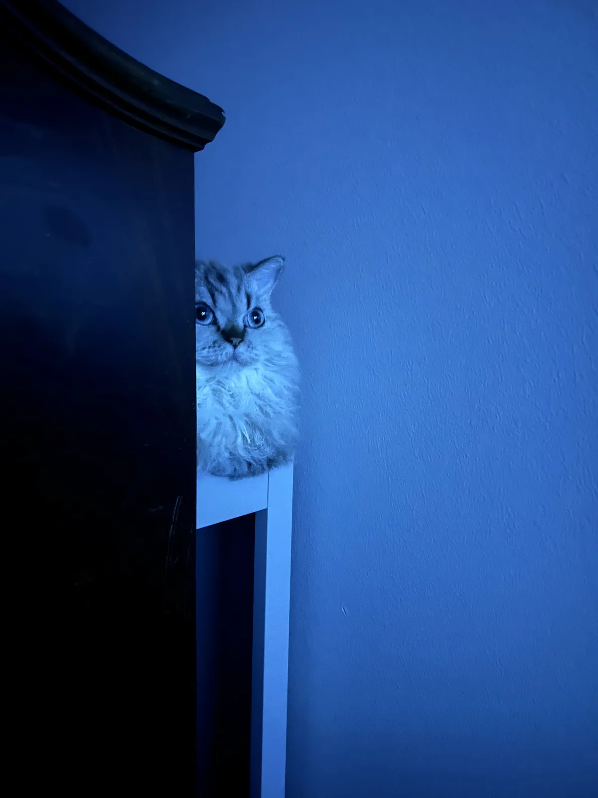 A fluffy, light-colored cat with wide, startled blue eyes peeks out from behind a dark piece of furniture in a dimly lit…