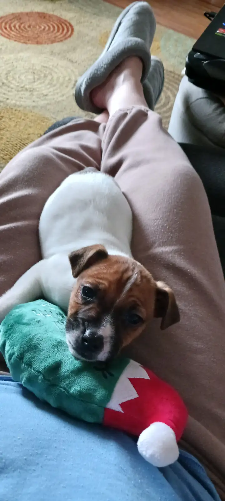 A small brown and white puppy with a sad, tired expression lies on a person's lap, nestled against a plush green and red elf…