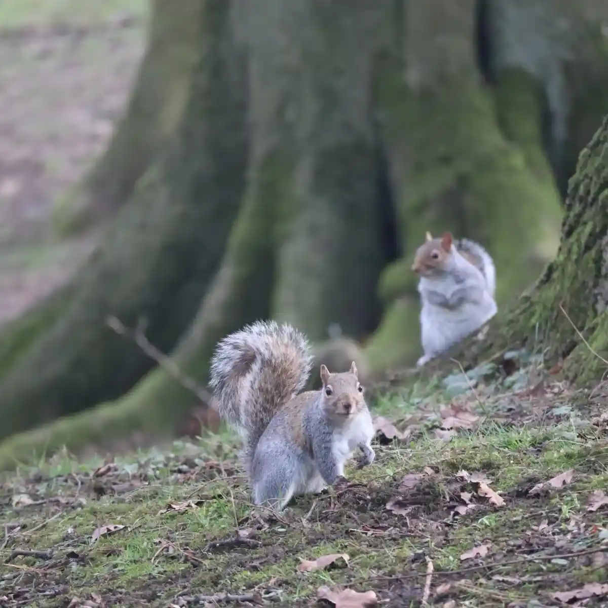 The Adventures of Grey Squirrels