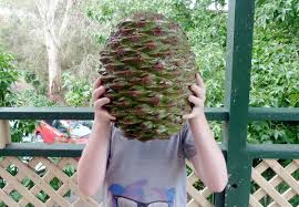 A person stands outdoors holding a large pinecone directly in front of their face, completely obscuring it. The individual…